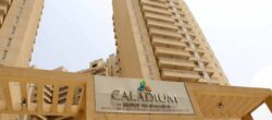 Jll Ggn Sbtl Caladium 101 Elv 2